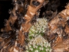 Opuntia Cactus Regrowing After Burn