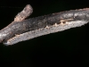 Caterpillar on Burned Branch