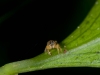 Tiny Jumping Spider