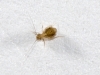 Tiny Insect