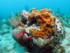 Brown Encrusting Octopus Sponge (Extyoplasia ferox)