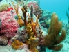 Yellow Tube Sponge (Aplysina fistularis) shallow-water variant, Peach Encrusting Sponge (Clathria sp.)