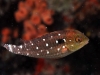 Juvenile Stoplight Parrotfish (Sparisoma viride)