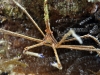 Yellowline Arrow Crab (Stenorhynchus seticornis)