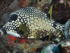 Smooth Trunkfish (Lactophrys triqueter)