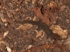 Dwarf Gecko (<em>Sphaerodactylus macrolepis</em>)