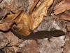 Dwarf Gecko (<em>Sphaerodactylus macrolepis</em>)