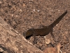 Dwarf Gecko (<em>Sphaerodactylus macrolepis</em>)