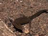 Dwarf Gecko (<em>Sphaerodactylus macrolepis</em>)