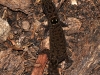 Dwarf Gecko (<em>Sphaerodactylus macrolepis</em>)