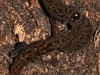 Dwarf Gecko (<em>Sphaerodactylus macrolepis</em>)