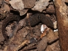 Dwarf Gecko (<em>Sphaerodactylus macrolepis</em>)
