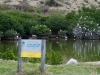Nesting Egrets in Grand Case Cemetery Pond