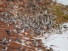 Mixed Flock of Shorebirds