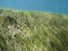 Sea Grass in Baie de l\'Embouchure