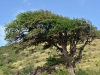 Large Tree Near Cul de Sac