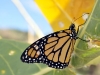 Newly Hatched Monarch (<em> Danaus plexippus</em>)