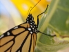 Newly Hatched Monarch (<em> Danaus plexippus</em>)