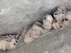 Mud Wasp Nests