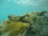 Elkhorn Coral (<em>Acropora palmata</em>)