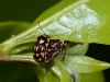 Leaf Beetles Mating