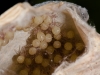 Egg Case with Spiderlings