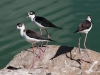 Black-necked Stilts, One Adult and Two Juveniles