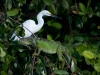 Snowy Egret and Iguana