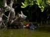 Common Moorhen with Chicks