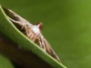 Unidentified Pyralid Moth