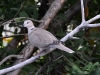 Eurasian Collared Dove (<em>Streptopelia decaocto</em>)