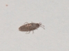 Unidentified Tiny Insect