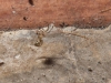 Tiny Spider on Veranda