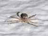 Very Small Spider