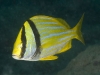 Porkfish (<em>Anisotremus virginicus</em>)