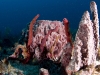 Giant Barrel Sponge (Xestospongia muta), Erect Rope Sponge (Amphimedon compressa), Unidentifed Lumpy Sponge