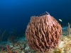 Giant Barrel Sponge (Xestospongia muta)