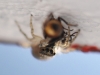 Gray Wall Jumper with Prey