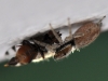 Gray Wall Jumper with Prey