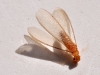Winged Termite