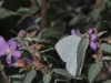 Florida White (Appias drusilla)