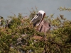 Brown Pelican (<em>Pelecanus occidentalis</em>) at Fort Amsterdam