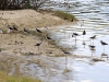 Assorted Wading Birds
