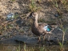 Duck, Perhaps Blue-winged Teal