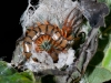 Juvenile <em>Scolopendra</em> Centipede