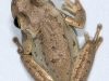 Unidentified Frog from Marigot