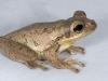 Unidentified Frog from Marigot