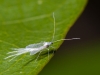 White \"Fly\" - Adult Hemiptera