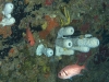Blackbar Soliderfish and Sponges