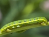 Clouldess Sulfur Caterpillar